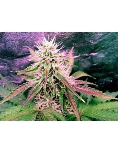 NIRVANA - Northern Light Auto - 3