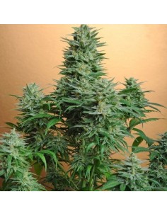NIRVANA - Papaya - 1