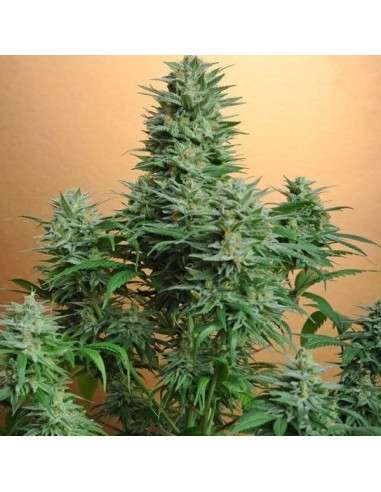 NIRVANA - Papaya - 1