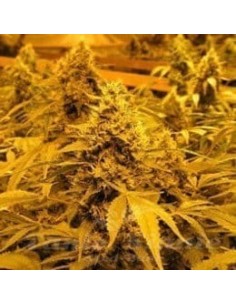 NIRVANA - Papaya - 1 2