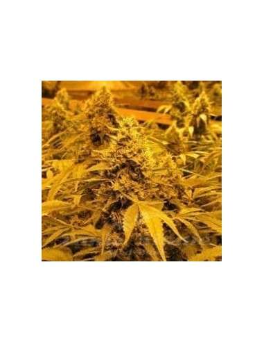 NIRVANA - Papaya - 2