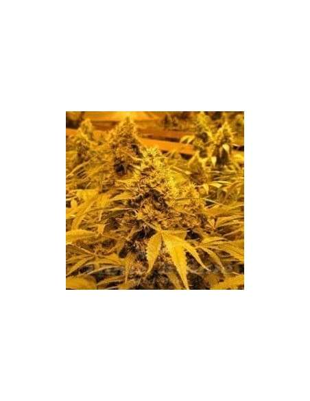 NIRVANA - Papaya - 2