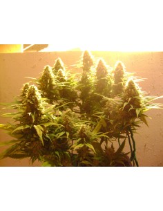 NIRVANA - Pure Power Plant - 1