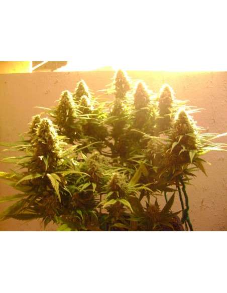 NIRVANA - Pure Power Plant - 1