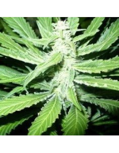 NIRVANA - Pure Power Plant - 1 2