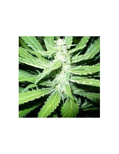 NIRVANA - Pure Power Plant - 2