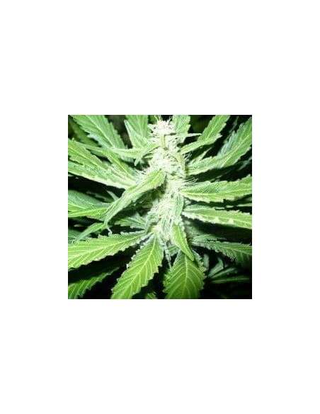 NIRVANA - Pure Power Plant - 2