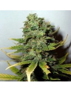 NIRVANA - Super Skunk - 1