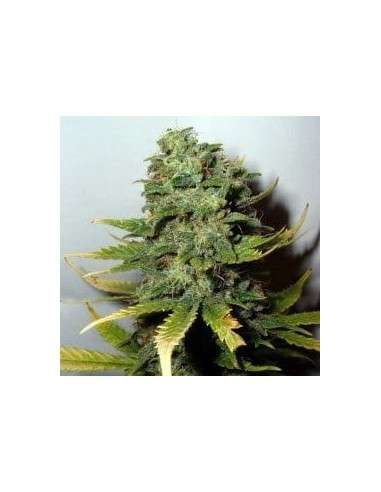 NIRVANA - Super Skunk - 1