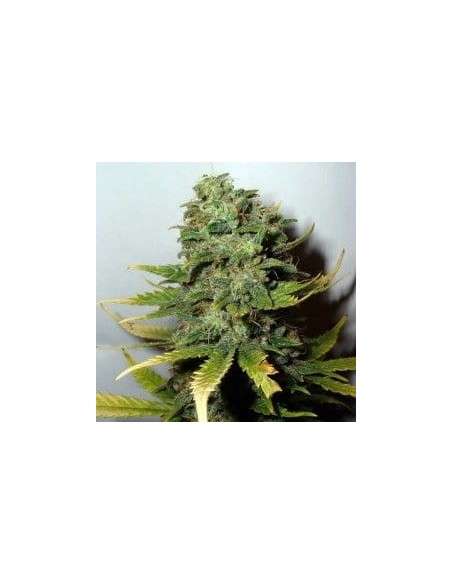 NIRVANA - Super Skunk - 1
