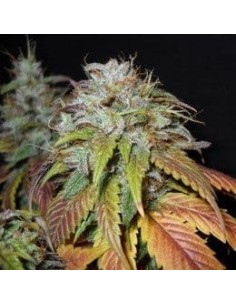 NIRVANA - Swiss Cheese - 1