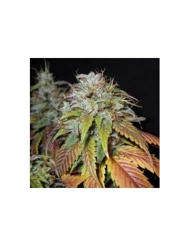 NIRVANA - Swiss Cheese - 1