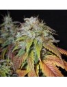 NIRVANA - Swiss Cheese - 1