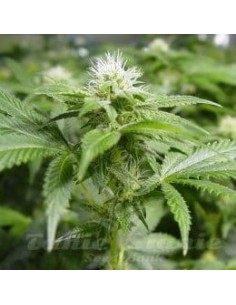 NIRVANA - White Widow - 1