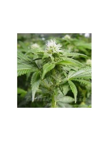 NIRVANA - White Widow - 1