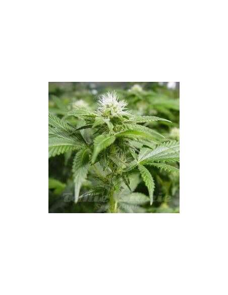 NIRVANA - White Widow - 1