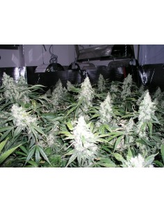 NIRVANA - White Widow - 1 2