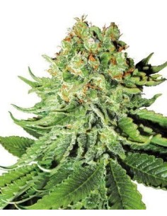 WHITE LABEL - Northern Light Auto - 1