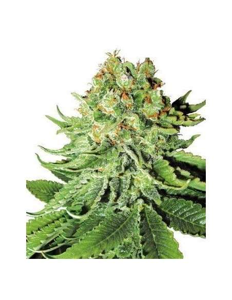 WHITE LABEL - Northern Light Auto - 1
