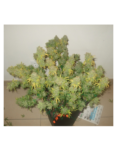 DUTCH PASSION - Freddy’s Best - 12