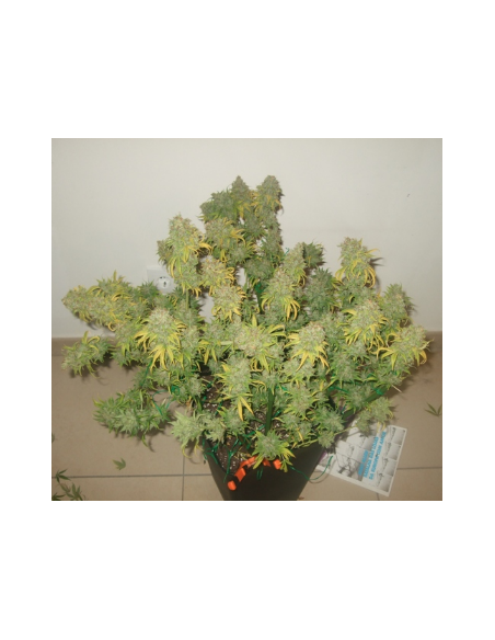 DUTCH PASSION - Freddy’s Best - 12