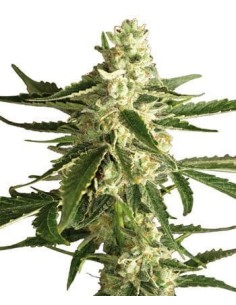 WHITE LABEL - White Diesel Haze Auto - 1