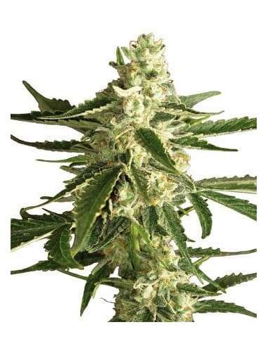 WHITE LABEL - White Diesel Haze Auto - 1