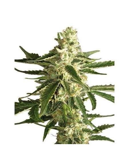 WHITE LABEL - White Diesel Haze Auto - 1