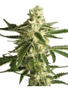 WHITE LABEL - White Diesel Haze Auto - 1
