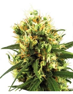 WHITE LABEL - White Haze Auto - 1