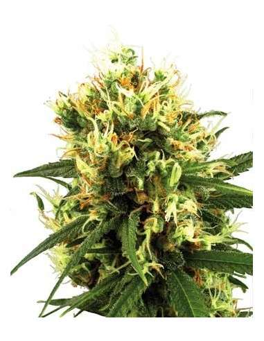 WHITE LABEL - White Haze Auto - 1