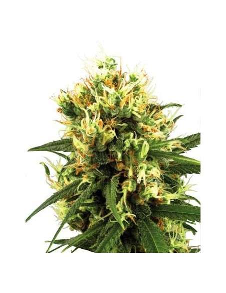 WHITE LABEL - White Haze Auto - 1