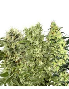 WHITE LABEL - Female Mix - 1