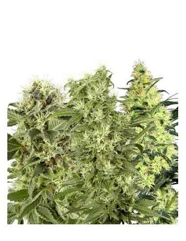 WHITE LABEL - Female Mix - 1