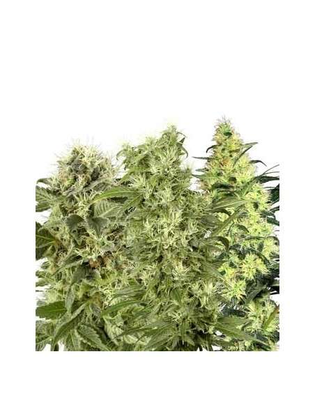 WHITE LABEL - Female Mix - 1