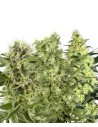 WHITE LABEL - Female Mix - 1