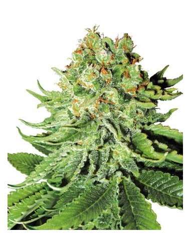 WHITE LABEL - Northern Light - 1