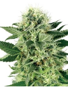 WHITE LABEL - Northern Light - 1 2