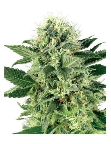 WHITE LABEL - Northern Light - 2