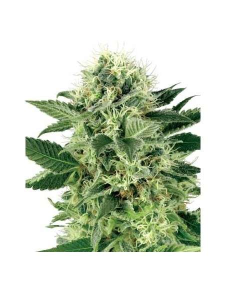 WHITE LABEL - Northern Light - 2