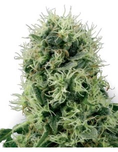 WHITE LABEL - Pure Power Plant - 1
