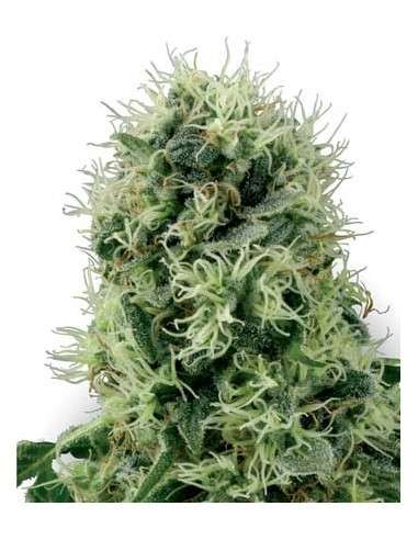 WHITE LABEL - Pure Power Plant - 1