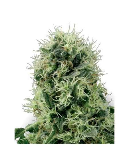 WHITE LABEL - Pure Power Plant - 1