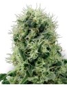WHITE LABEL - Pure Power Plant - 1