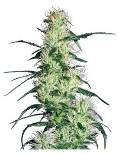 WHITE LABEL - Purple Haze - 1