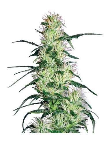 WHITE LABEL - Purple Haze - 1