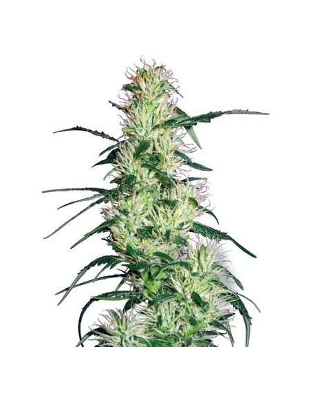 WHITE LABEL - Purple Haze - 1