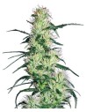 WHITE LABEL - Purple Haze - 1