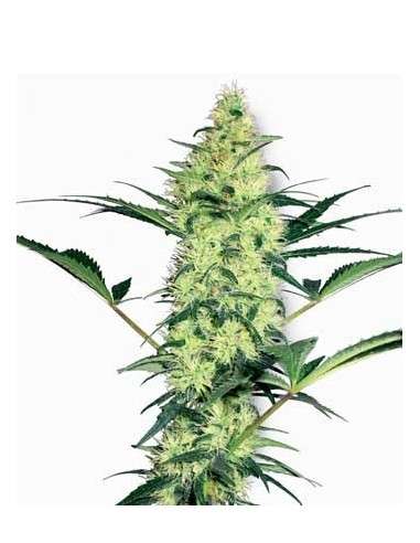 WHITE LABEL - White Diesel - 1