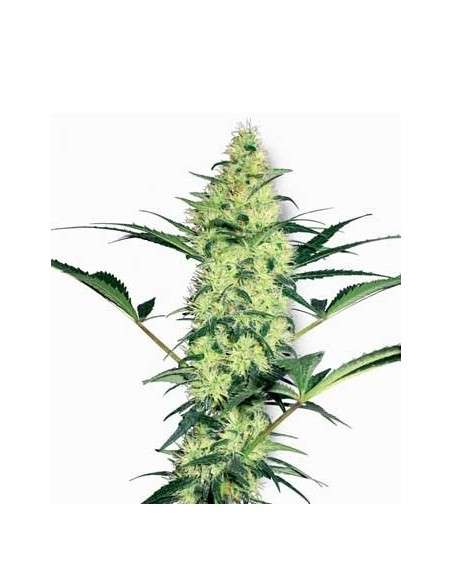 WHITE LABEL - White Diesel - 1